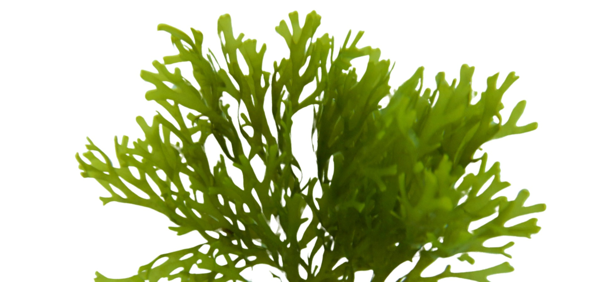 Alteromonas - Baes Club