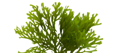 Alteromonas - Baes Club