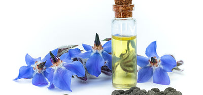 Borage Oil - Baes Club