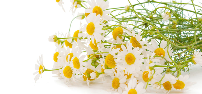 Matricia - Baes Club